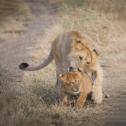 7 Days Tanzania Safari - The Magical Encounters of the Big Five