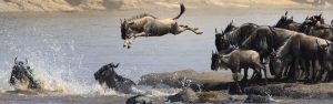 10 Days Tanzania Safari - Special Wildebeest Migration Safari