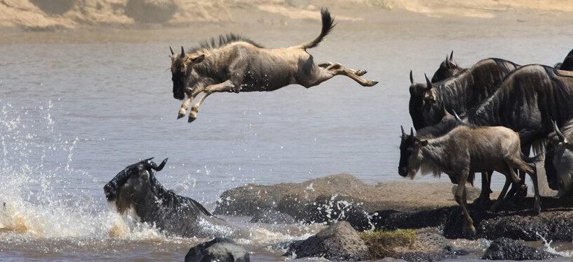 10 Days Tanzania Safari - Special Wildebeest Migration Safari