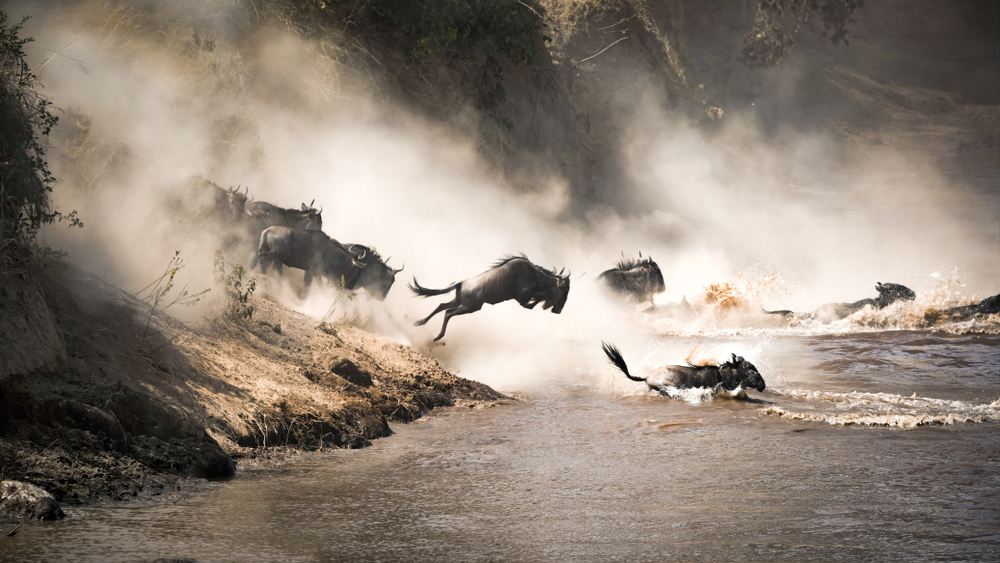 Wilderbeest migrating the Mara and Serengeti