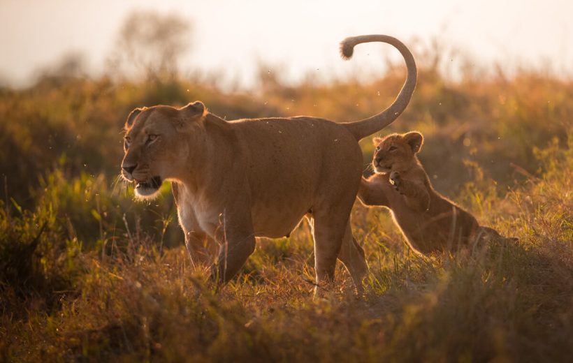 8 Days Kenya Safari-The Wild Explorer