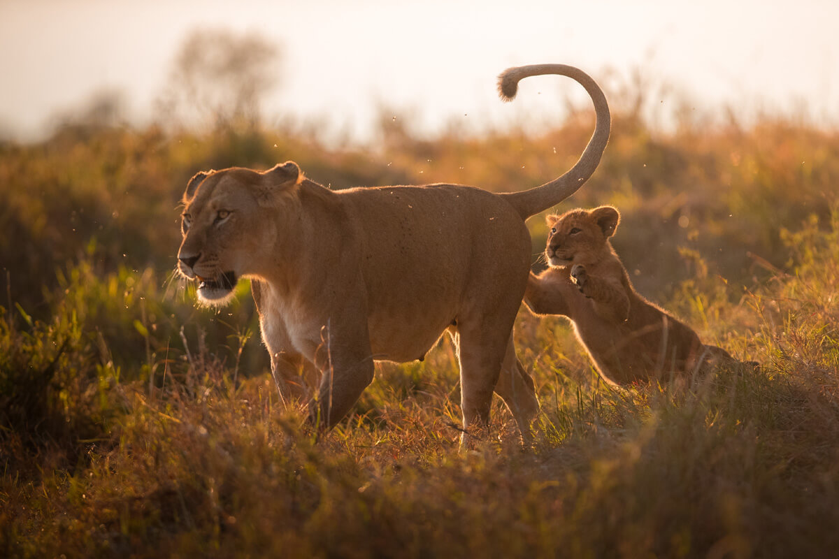 lioness and cub sunset